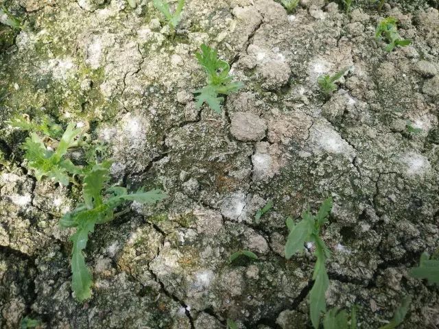 為什么我們常年種植同種作物產(chǎn)量會下降？