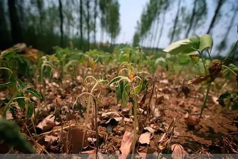 市面有機(jī)肥種類混雜，如何選擇適合自己的肥料？