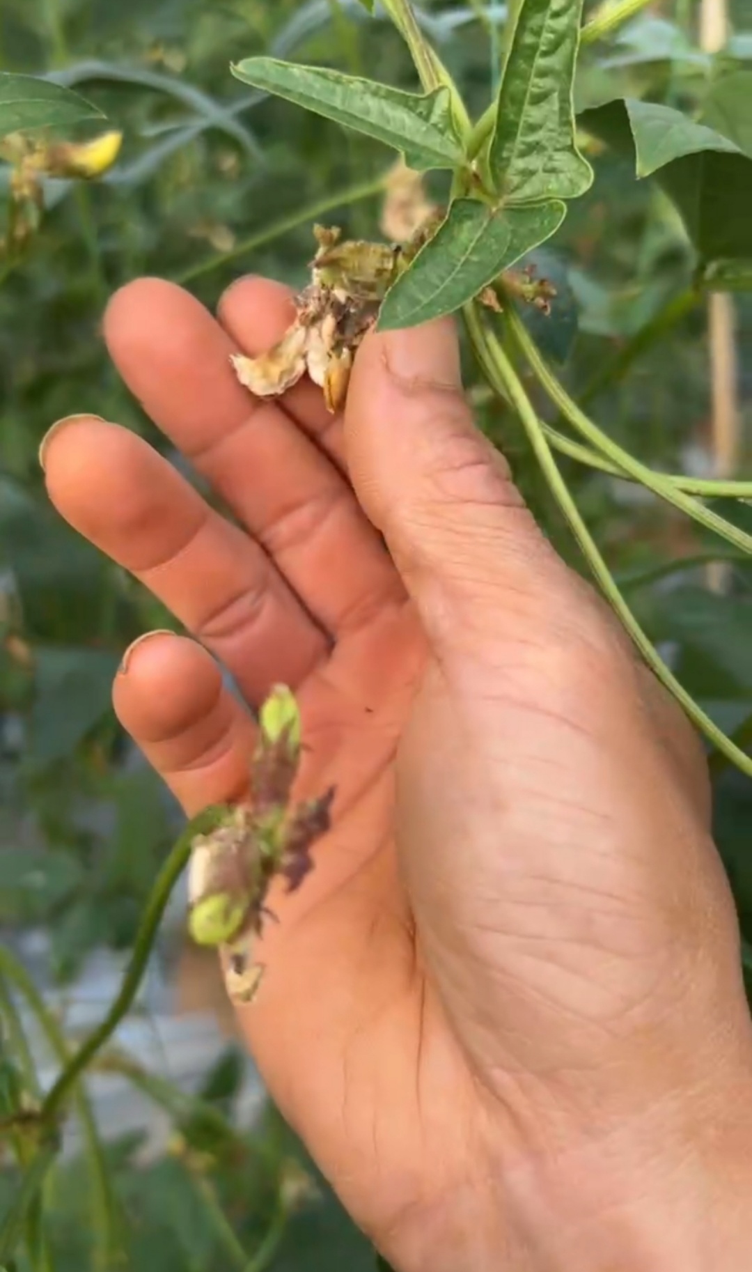 豆角敗花落花嚴(yán)重，什么原因？