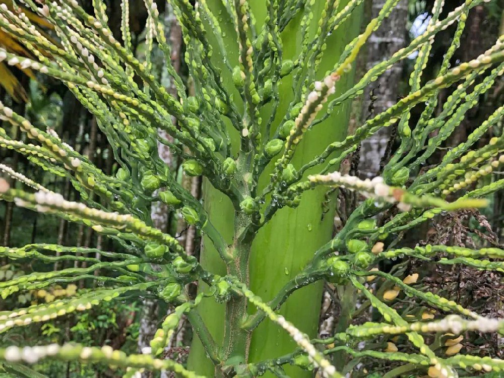 檳榔落花落果的原因是什么？如何防治？