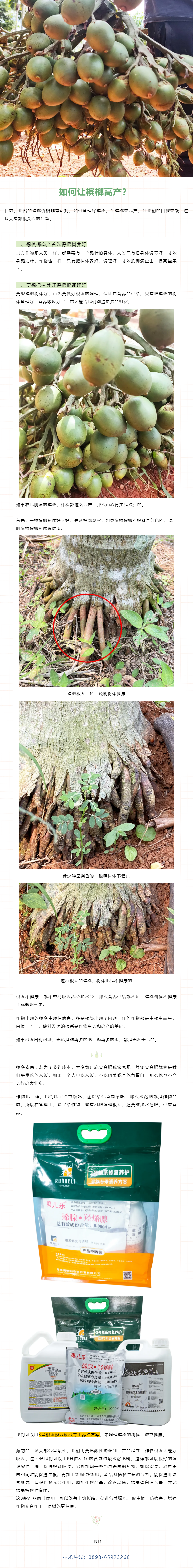 如何管理好檳榔，提高坐果率？.png