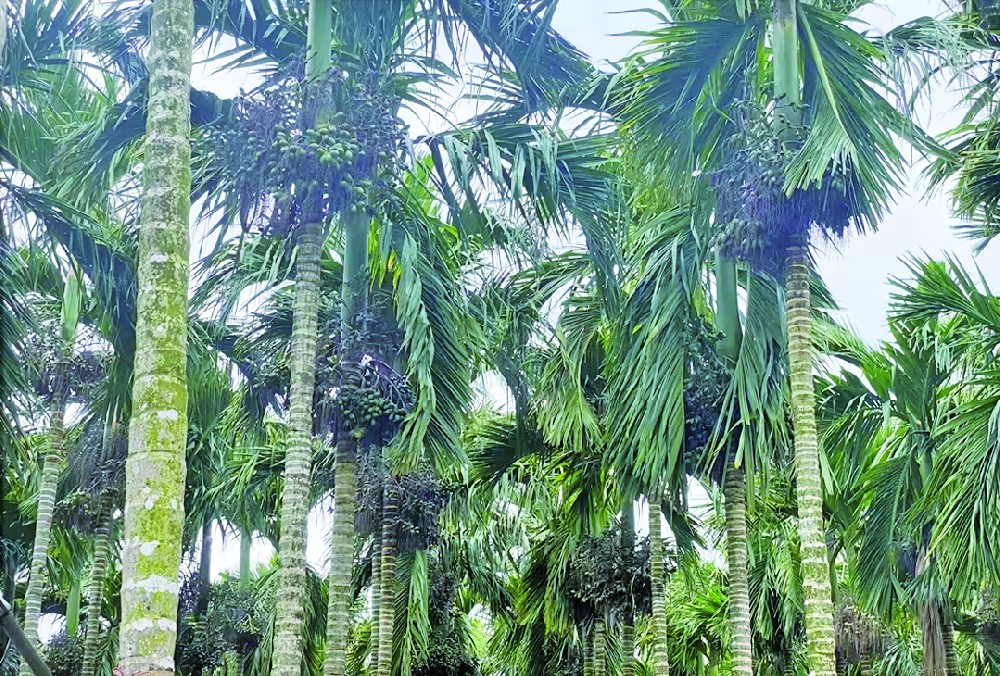臺風過后，如何讓檳榔植株迅速恢復長勢