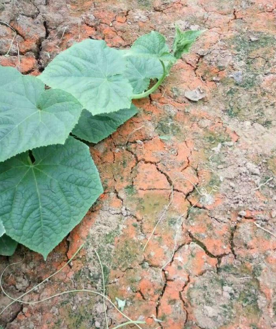 地里長青苔、紅苔咋整？農(nóng)技員教你根治！