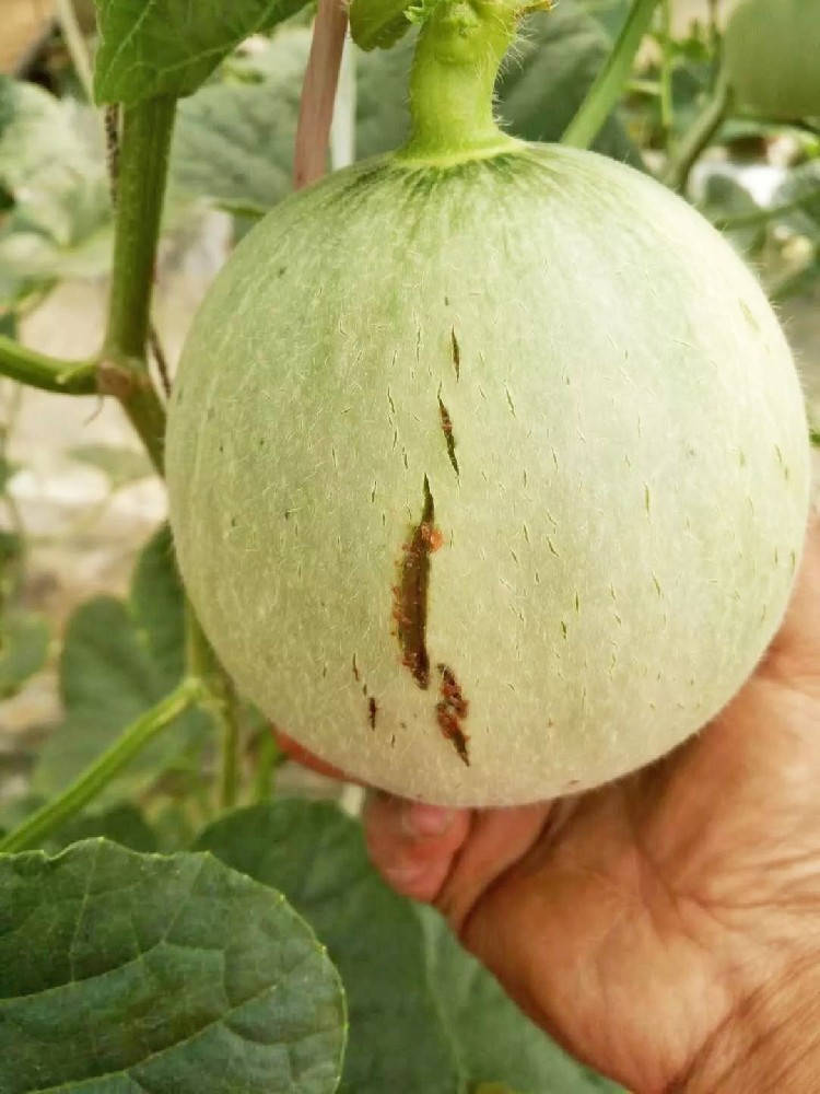 警惕！作物裂瓜裂果、臍腐病頻發(fā)，竟是缺了這些元素！