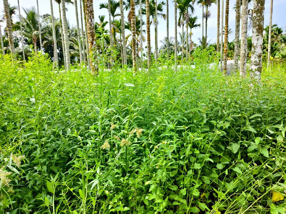 除草劑選不對？白花錢還傷作物！一文教你精準選用，對癥除草