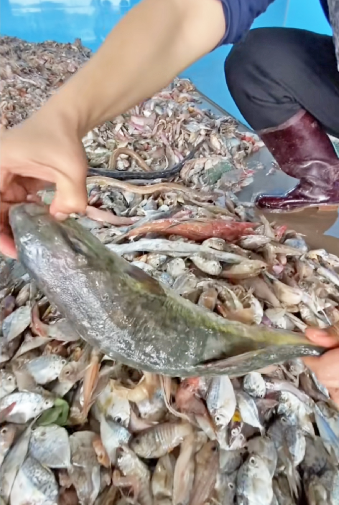 認準這3招，輕松辨別魚蛋白肽水溶肥料真假